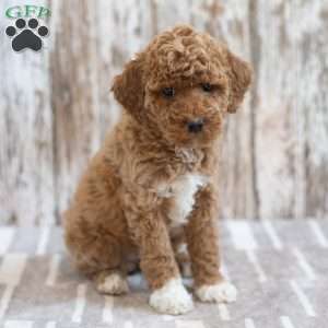 Harmony, Mini Labradoodle Puppy